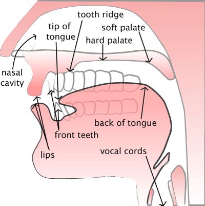 1.how to pronounce the english vowels, consonants and diphthongs. The Vocal Tract — Pronuncian: American English Pronunciation
