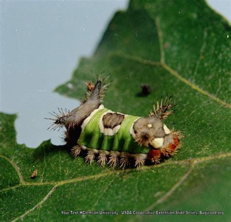 Saddleback Caterpillar Responsible Pest Control Phoenix Az