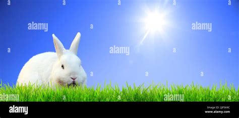 Easter Bunny Springtime Easter Bunnies Stock Photo Alamy