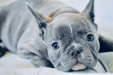 The Truth About Blue French Bulldogs French Bulldog Texas