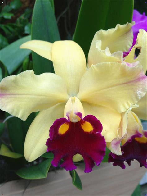 Cattleya Orchid Orchid Flower Beautiful Orchids Cattleya Orchid