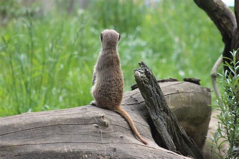 Free Images Nature Branch Animal Wildlife Zoo Fur Squirrel