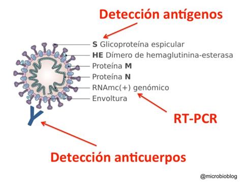 Coronavirus Los Test Que Juntos Nos Ayudar N A Controlar La Pandemia