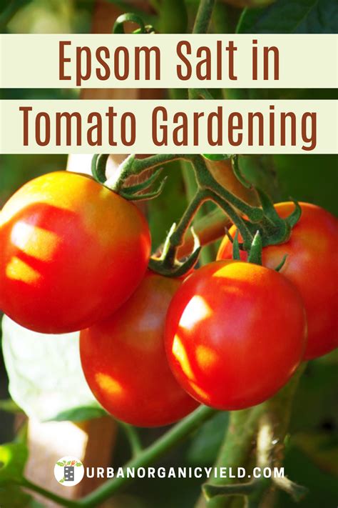 How To Grow Tomatoes That Are Plump And Tasty In Your Garden Is No