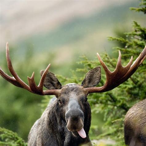 Funny Moose Moose Pinterest Funny Pictures Today