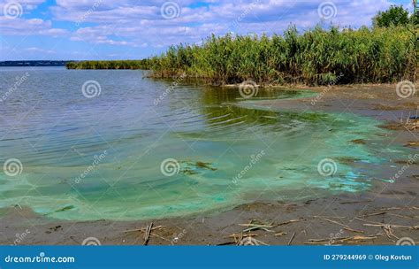 Blue Green Algae Microcystis Aeruginosa Blooms In Yalpug Lake