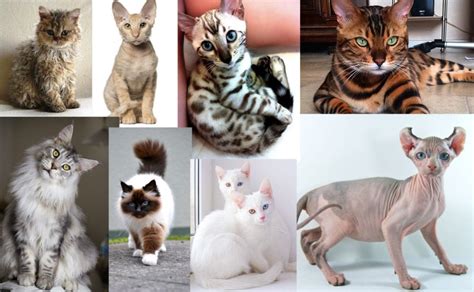 Cats Breeds Of Cats Most Popular Cat Breeds Photos And Breed