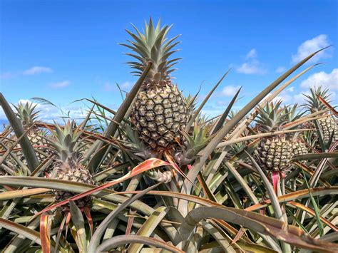Should You Do A Maui Pineapple Tour 2023