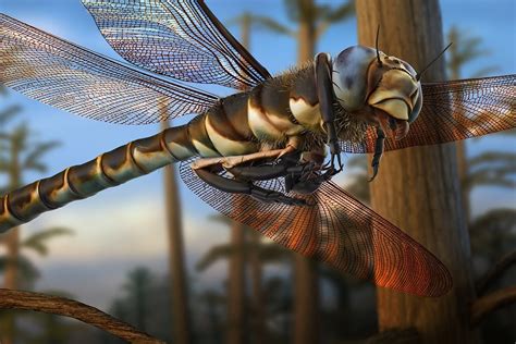The Biggest Insect Ever Was A Huge Dragonfly Earth Archives