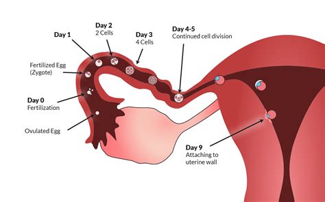 Phnom penh city cycling tour (cycle 35km) (b) sites visited: What Is Ovulation? Understanding Ovulation Cycles — Your ...