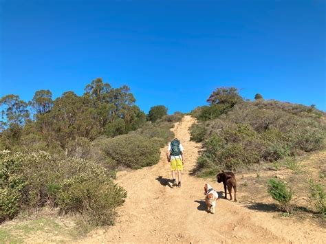 10 Best Dog Friendly Hikes In The Bay Area The Modern Female Hiker
