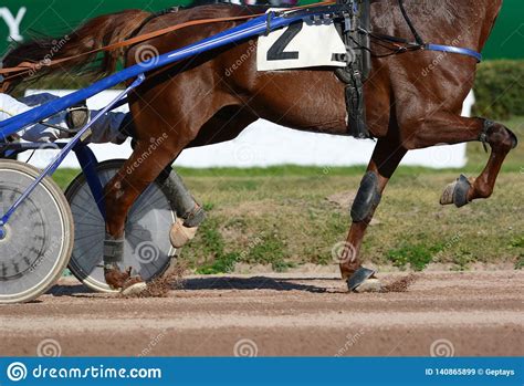 Harness Horse Racing Horses Trotter Breed In Motion On Hippodrome