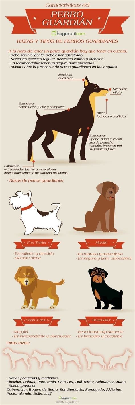 17 Datos Gráficos Que Todo Amante De Los Perros Debe Conocer Perros