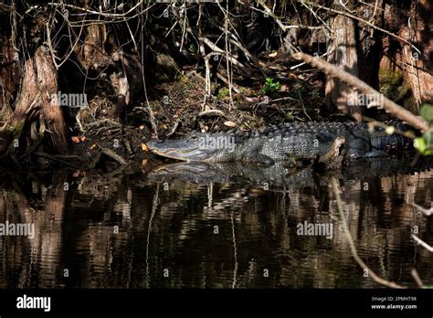 Amerian Alligator Sunning In Sunlit Shadows Of Big Cypress Preserve