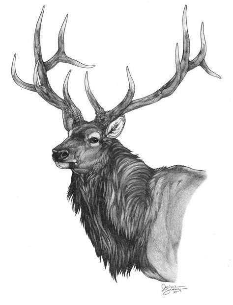 The 25 Best Elk Drawing Ideas On Pinterest Deer Drawing Elk Head