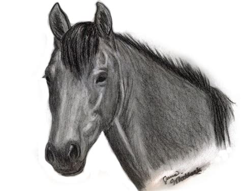 The Sweet Life Of The American Cowgirl Horse Drawings By Jana Whitlock