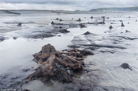 5000 Year Old Forest Unearthed By Storms Beach Washed Away To Reveal