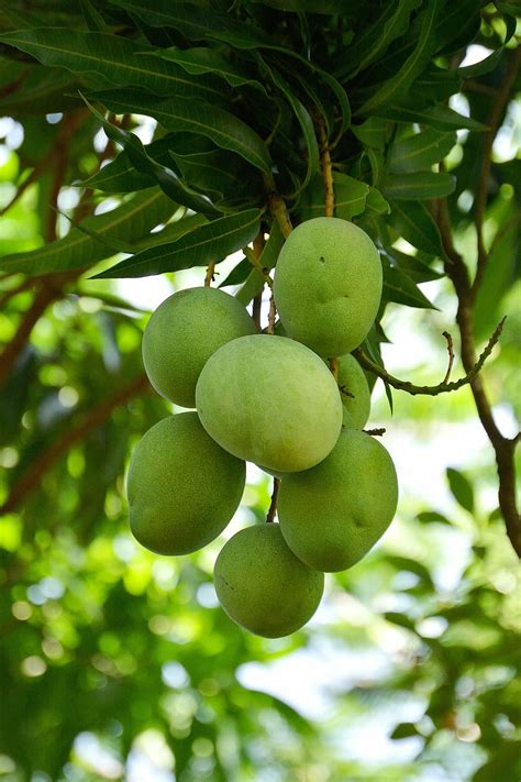 Free Download Mango Vegetable Food Tropical Fruit Plant