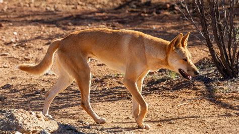 Exploring The Enigmatic World Of Dingoes 100 Fascinating Facts