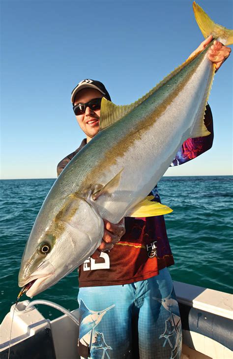 Yellow Tail King Fish Perth Ilovefishing