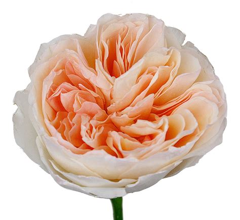 From growing in our fields to growing in your garden, we do our best to breed, select and deliver the very best roses for you to enjoy. Garden Rose David Austin, Peach | Charlotte Flower Market
