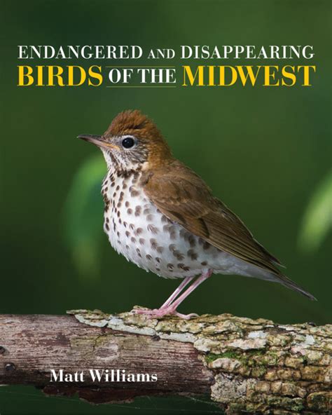 ‘endangered And Disappearing Birds Of The Midwest Bloom Magazine