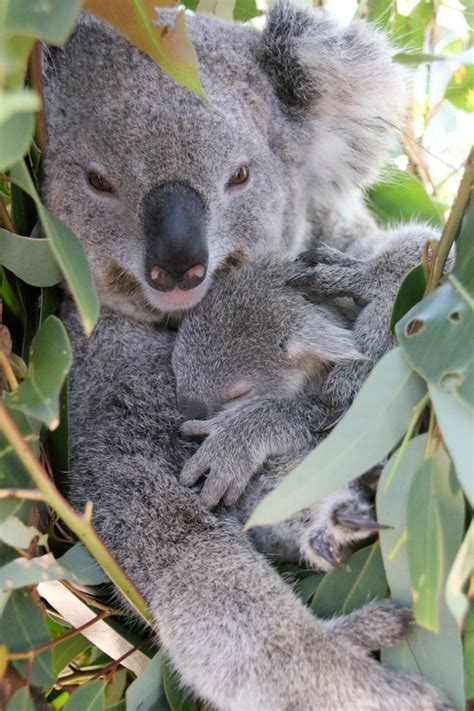 Two Koalas Sitting On Top Of Each Other In A Tree With Green Leaves