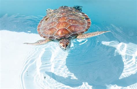 Sea Turtle Season Helpful Tips Mary Deflavio