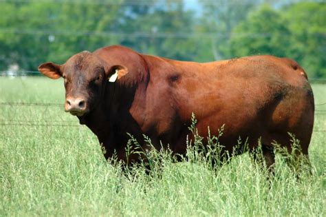 30 best cow breeds for meat and milk you ll want to know about 2022