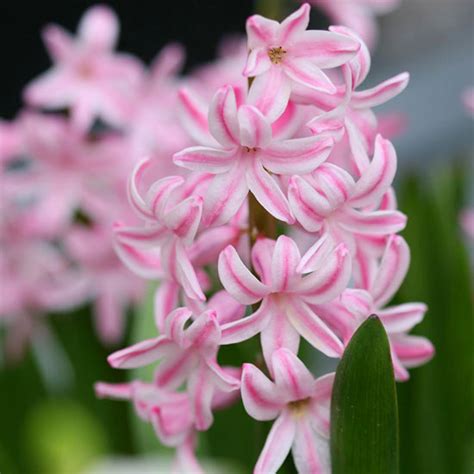The Best Fragrant Spring Flowering Bulbs Photography Buzz