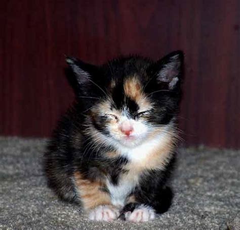Calico cats are almost always female because the x chromosome determines the color of the cat, and female cats—much like all female the existence of patches in calico cats was traced in a study determining the migration of domesticated cats along trade routes in europe and northern africa. Calico Kittens: Great Photos of Cute Kittens