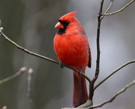 27 Birds That Start With N Sonoma Birding