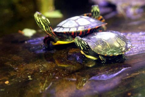 Mud turtles are a good first pet turtle, they are relatively easy to maintain, they don't require any kind of special treatment. Five False Notions About the Pet Turtle | PetHelpful