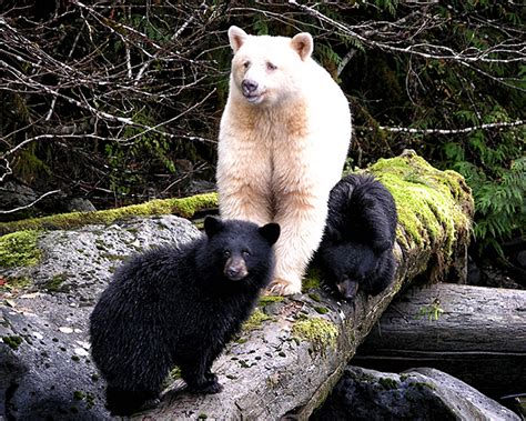 Kermode Bear With Black Cubs