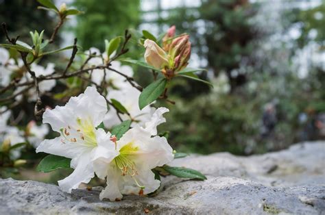 Jak Dbać O Rododendrony — Pielęgnacja Przycinanie I Rozmnażanie