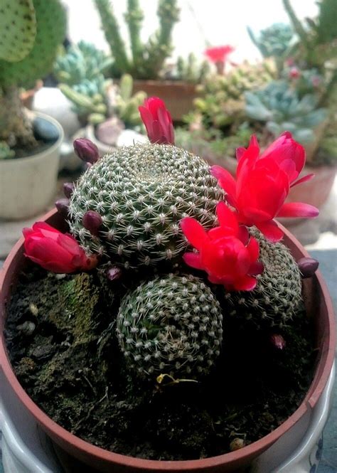 Learn about orange cactus varieties. Rebutia is a beautiful type of flowering ball cluster ...