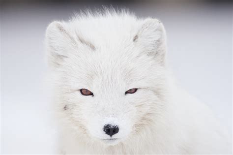 Animal Arctic Fox Hd Wallpaper