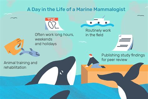 Marine Mammalogist Job Description Salary And More