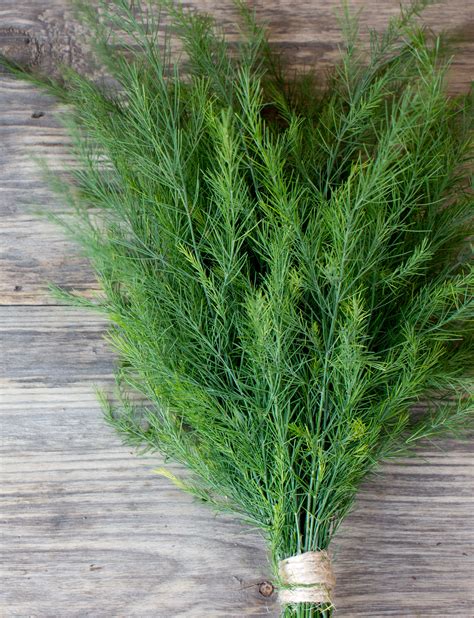 Dill Seed By The Packet Or Bulk Bentley Seeds