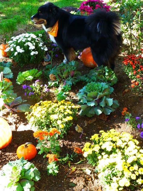 That way, if your dog does get loose. How to Keep Dog Out of Backyard Garden | Backyard garden ...