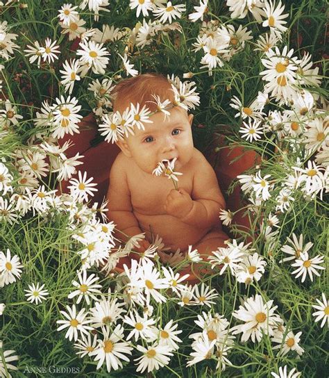 Daisies Art Print By Anne Geddes Anne Geddes Geddes Baby Photography