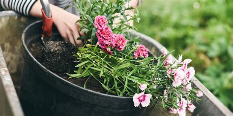 How To Grow Healthy Flowering Plants At Home
