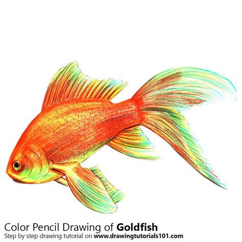Draw a circle as a guide for the middle. Gold Fish Colored Pencils - Drawing Gold Fish with Color ...
