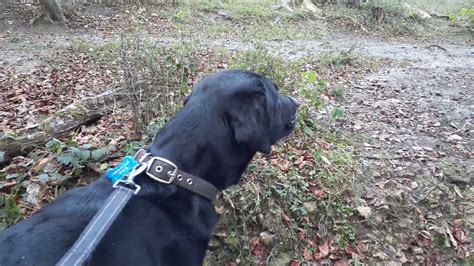 Dog V Log Springy Springador A Water Dog 🐕 Youtube