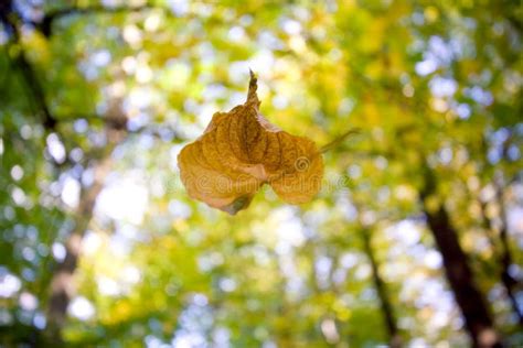 Falling Leaf Stock Image Image Of Leaf Branch Fall 6632019