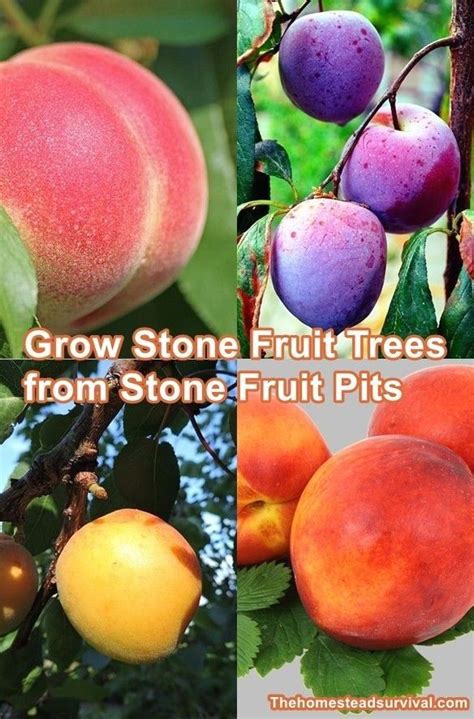 Grow Stone Fruit Trees From Stone Fruit Pits The Homestead Survival