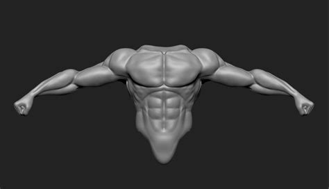 It's worth noteing sculpting the torso with the arms up can be very challenging. anatomy 3D model Male Torso | CGTrader
