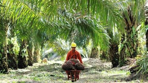 Budidaya kelapa sawit saat ini menjadi primadona usaha yang paling diminati di sektor perkebunan. Harga TBS Kelapa Sawit di Riau Turun Lagi - MoralRiau.com