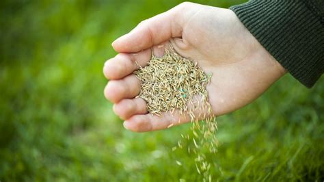 Grass Seed Vs Sod Which Should You Use