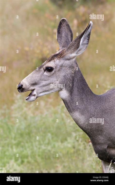 Female Mule Deer Hi Res Stock Photography And Images Alamy